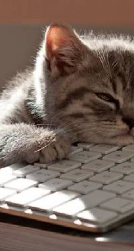 chats-qui-se-comportent-comme-nous-au-travail